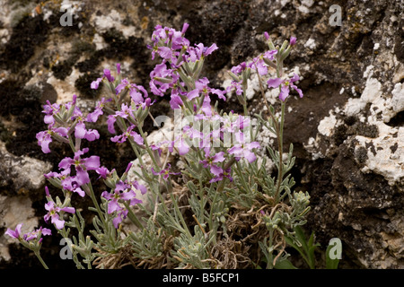 Ein Lager Matthiola Fruticulosa in Bergen von Sizilien Stockfoto