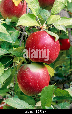 Äpfel hängen an Zweig "Rom-Schönheit". Stockfoto