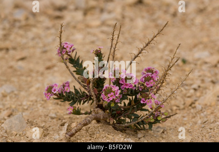 Verbrannte Schleifenblume Aethionema saxatile Sizilien Stockfoto