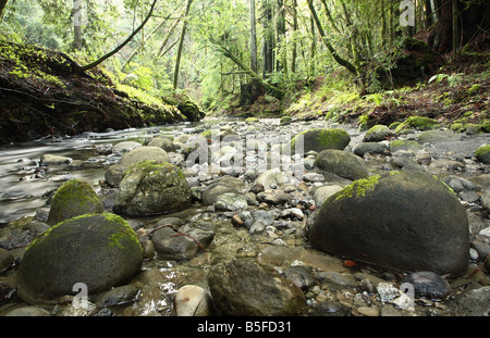 Moos bedeckt Felsen im Fluß Bett in den Wald. Stockfoto