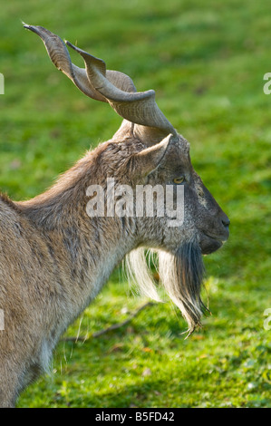 Turkmenischen Markhor (Capra Falconeri Heptneri) Stockfoto