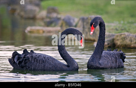 Zwei australische schwarze Schwäne (Cygnus olor), UK Stockfoto