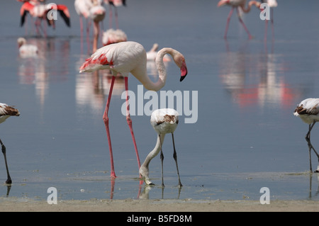 ein Bild von einem mehrere Flamingos in Fuente de Piedra - Spanien Stockfoto