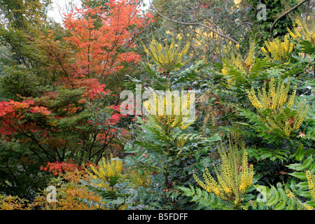 HERBSTFÄRBUNG ACER OLIVERIANUM BEI WINTER BLUMEN MAHONIA X MEDIA LIONEL FORTESCUE AGM Stockfoto