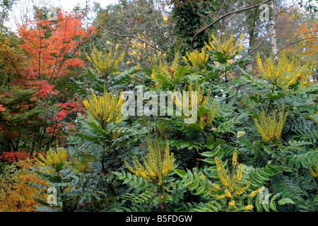 HERBSTFÄRBUNG ACER OLIVERIANUM BEI WINTER BLUMEN MAHONIA X MEDIA LIONEL FORTESCUE AGM Stockfoto