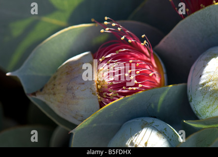Nahaufnahme eines aufstrebenden Euclayptus Macrocarpa Blütenstand Stockfoto