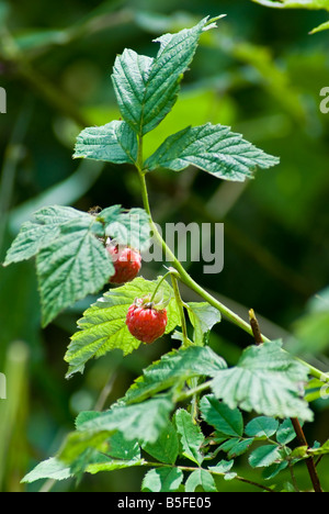 Wilde Europäische Rote Himbeere Rubus Idaeus Stockfoto