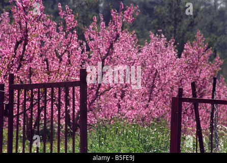 Blüte von Peach Orchard im Südosten von Israel Stockfoto