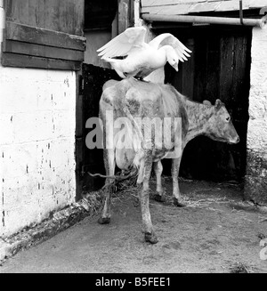 Diese Ganter verliebt mit einer Kuh am Pleasant Streams, Aufkleber, Cornwall, nachdem er seine Gans verloren. März 1969 Stockfoto