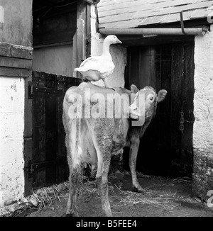 Diese Ganter verliebt mit einer Kuh am Pleasant Streams, Aufkleber, Cornwall, nachdem er seine Gans verloren. März 1970 Stockfoto