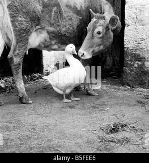 Diese Ganter verliebt mit einer Kuh am Pleasant Streams, Aufkleber, Cornwall, nachdem er seine Gans verloren. März 1969 Stockfoto