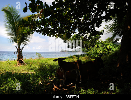 EINE KUH UND IHR KALB SCHATTEN UNTER EINEM BAUM AN EINEM STRAND IN DER NÄHE VON SOUFRIÈRE, ST. LUCIA Stockfoto