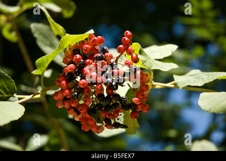 Viburnum Lantana Strauch Wayfaring Baum (giftig) Stockfoto