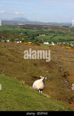 einsame Schafe stehen auf der steilen Seite des Knockalla Gebirges in County Donegal, Irland Stockfoto