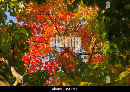 Herbst Blatt Farbwechsel in den oberen mittleren Westen der Vereinigten Staaten Stockfoto