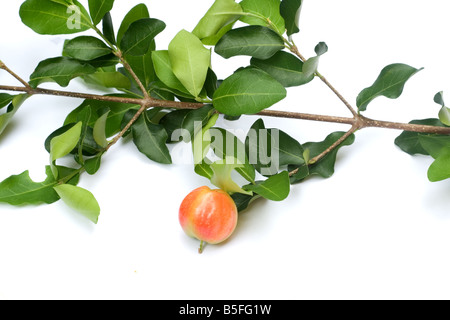 Acerola Früchten und Blättern auf weißem Hintergrund Stockfoto