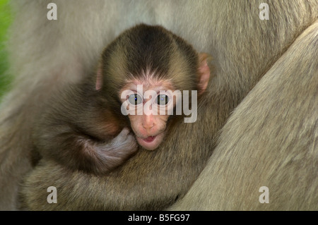 Mutter drückt Neugeborenen japanischen Makaken Macaca fuscata Stockfoto