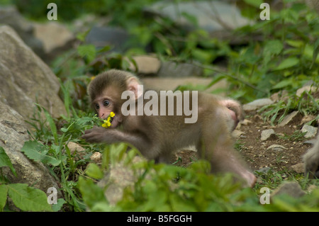 Neugeborenen japanischen Makaken Macaca Fuscata Verkostung Blume Jigokudani Monkey Park Shiga Höhen Insel Honshu Japan Stockfoto