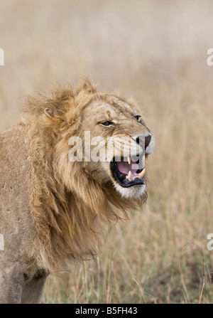 männliche Löwen brüllen Stockfoto