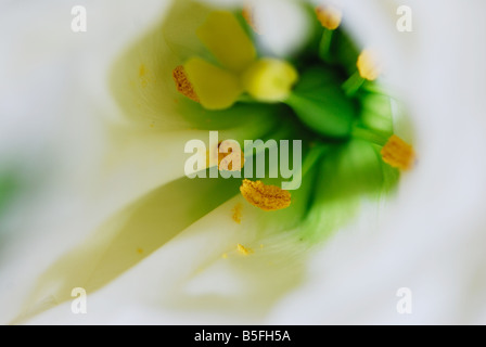 Lilly Blume, Schönheit, Natur, Detail, Blume, Stockfoto