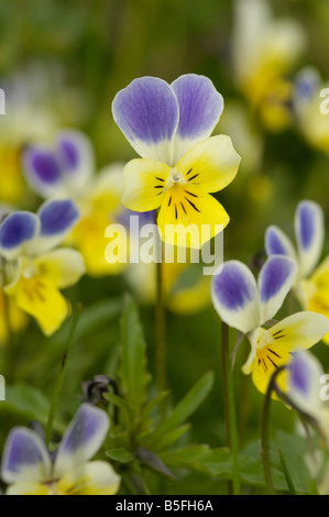 Wilde Stiefmütterchen, Viola Tricolor, Wiesenblumen, Nationalpark Hohe Tauern, Österreich Stockfoto