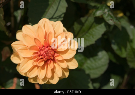 Dahlien Dahlia Hybrida im englischen Garten Derbyshire UK Stockfoto