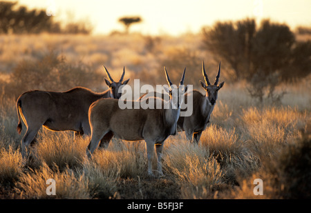 Eland Tauro Oryx Kalahari Wüste Aroab Bezirk Namibia Stockfoto