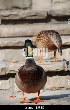 Männliche und weibliche Mallard Enten stehen auf eine Steintreppe. Stockfoto