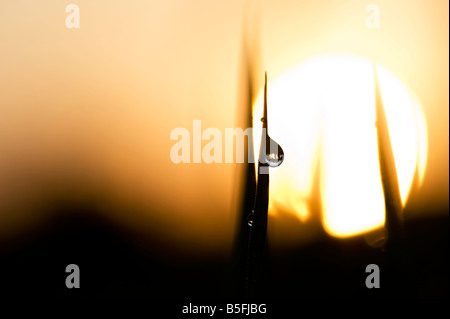 Dew Drop Silhouette auf Reis Blatt vor der indischen Sonnenaufgang Stockfoto