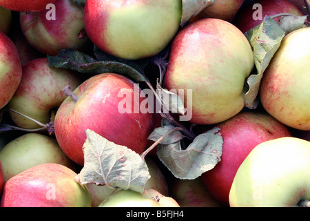 Äpfel, rot und grün Stockfoto
