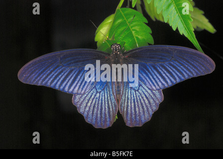 DER SPANGLE Papilio protenor eine große Schmetterling. Assam. Indien Stockfoto