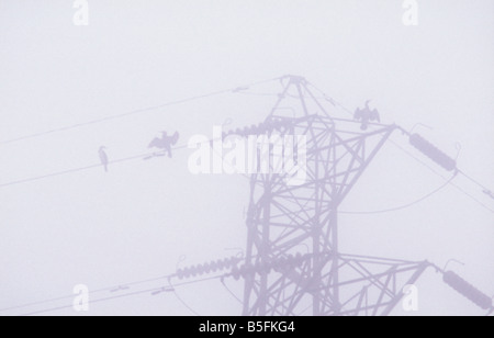 Kormorane am Pylon Elektrokabel lüften ihre Flügel im schweren Nebel neben den Fluss Nene, Peterborough, England Stockfoto