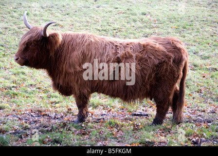 Highland Cow Pollok Country Park Glasgow Stockfoto