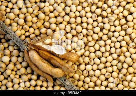 Geernteten Sojabohnen. Stockfoto