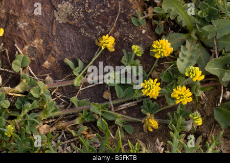 Black Medick Medicago Lupulina in Blüte Stockfoto