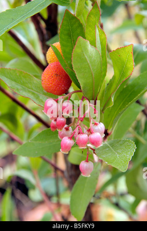 ARBUTUS MADRID RUBRA HAT BLÜTEN UND FRÜCHTE ZUR GLEICHEN ZEIT Stockfoto