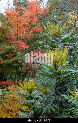 HERBSTFÄRBUNG ACER OLIVERIANUM BEI WINTER BLUMEN MAHONIA X MEDIA LIONEL FORTESCUE AGM Stockfoto