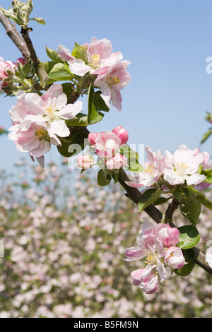 Englische Apfelblüte im Frühling UK Stockfoto