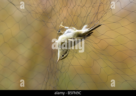 Gelb-browed Warbler Phylloscopus inornatus Stockfoto