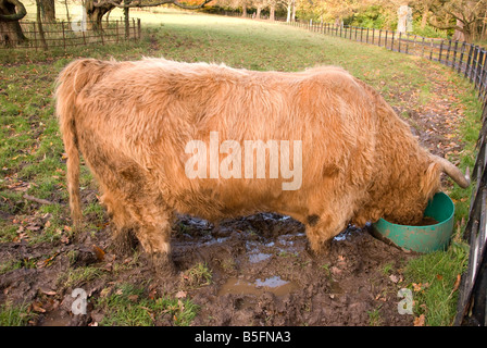 Highland Stier in einen Eimer Stockfoto