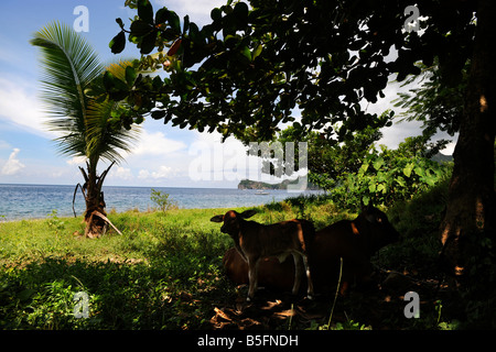 EINE KUH UND IHR KALB SCHATTEN UNTER EINEM BAUM AN EINEM STRAND IN DER NÄHE VON SOUFRIÈRE, ST. LUCIA Stockfoto