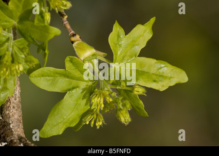 Feld Ahorn Acer Campestre in Blume Frühling Stockfoto