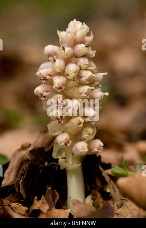 Toothwort Lathraea Squamaria parasitäre auf Hazel und Ahorn gelegentlich in Großbritannien Stockfoto