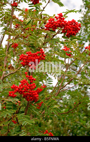 Rowan Sorbus Aucuparia Rosengewächse Reife Früchte UK Stockfoto