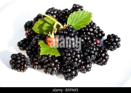 Frisch gepflückten Brombeeren auf einem weißen Teller Stockfoto