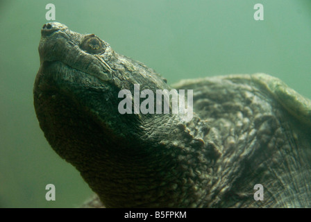 Kopf und Hals Detail von einem großen Schnappschildkröte als es bereitet sich an die Oberfläche Stockfoto