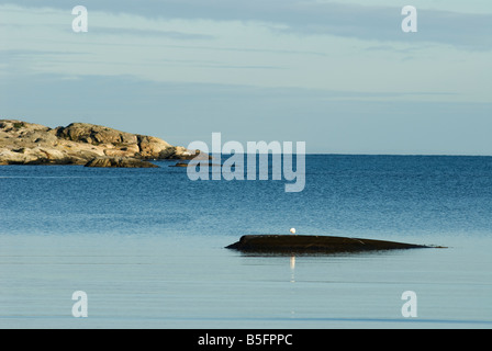 Koster Island, Schweden Stockfoto