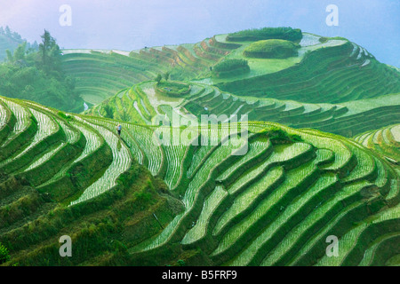 Landschaft von Reis Terrassen Longsheng Guangxi China Stockfoto