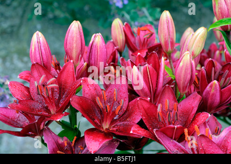 LILIUM NERONE MARWOOD HILL GARDENS NORTH DEVON Stockfoto