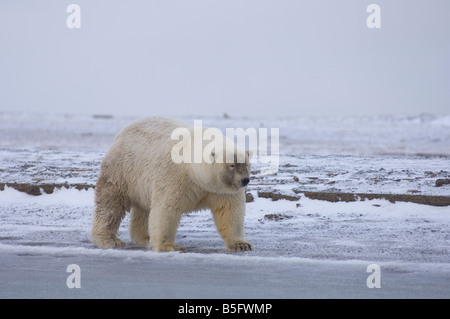 Sehr seltener Eisbär Grizzlybär Braunbär Hybridmischung 1002 Gebiet des Arctic National Wildlife Refuge, North Slope, Alaska, USA Stockfoto